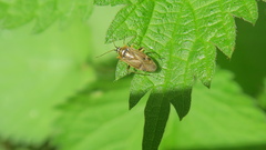 Harpocera thoracica