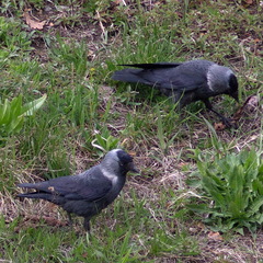 Corvus monedula