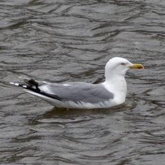 Larus argentatus