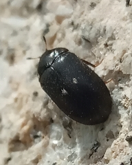 Attagenus pellio