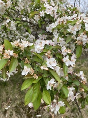 Malus floribunda
