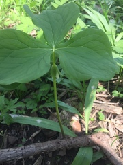 Trillium flexipes