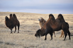 Camelus bactrianus