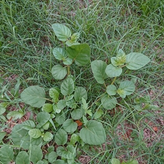 Amaranthus viridis