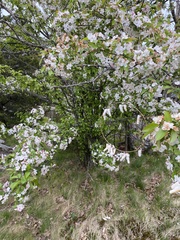 Malus floribunda