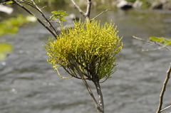 Misodendrum punctulatum