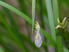 Hypochrysa elegans