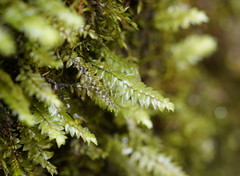 Cyathophorum bulbosum