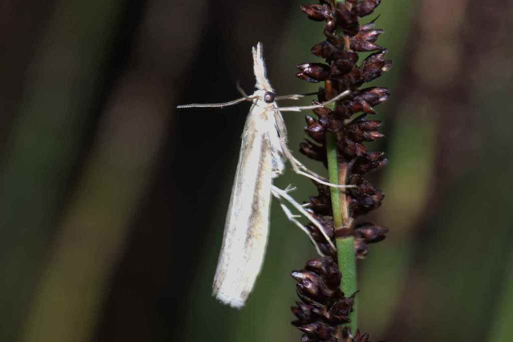 Caffrocrambus dichotomellus