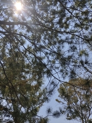 Pinus maximartinezii