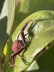 Thomisidae