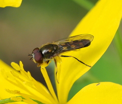 Platycheirus scutatus
