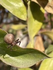 Thomisidae