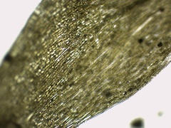 Plagiothecium succulentum