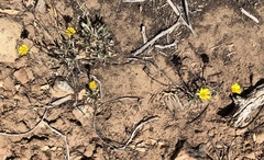 Tetraneuris argentea