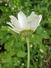 Leucanthemum