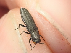 Agrilus muticus