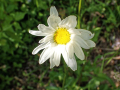 Leucanthemum
