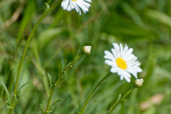 Leucanthemum
