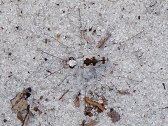 Ellipsoptera hirtilabris