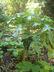 Vasconcellea × pentagona