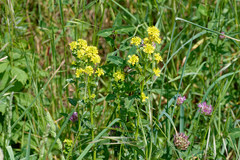 Barbarea vulgaris