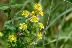 Barbarea vulgaris