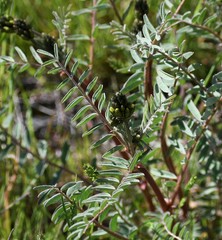 Astragalus eremiticus