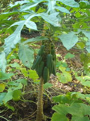 Vasconcellea × pentagona