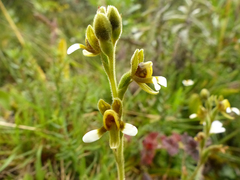 Pterichis leucoptera