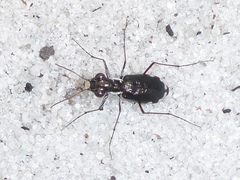 Cicindela scabrosa