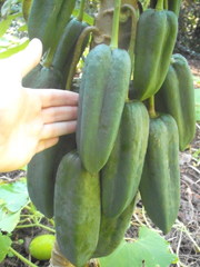 Vasconcellea × pentagona