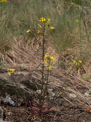 Erysimum crepidifolium