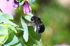 Xylocopa tabaniformis orpifex