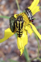Acmaeodera amplicollis