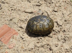 Kinosternon flavescens