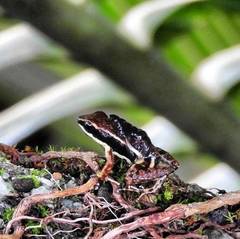 Epipedobates boulengeri