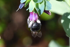 Xylocopa tabaniformis orpifex