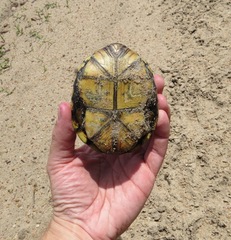 Kinosternon flavescens