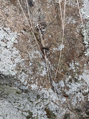 Formicoidea