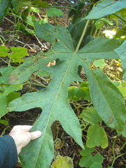 Vasconcellea × pentagona