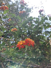 Lantana camara