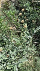 Psephellus marschallianus