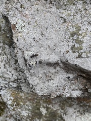 Formicoidea