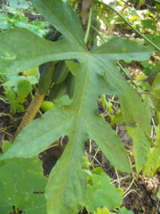 Vasconcellea × pentagona