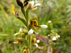 Pterichis leucoptera