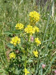 Barbarea vulgaris