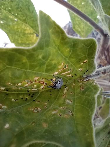 Datura Weevil photo 4