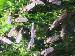Oedoparena
