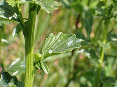 Barbarea vulgaris